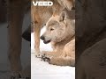 #WolfHowl#HowlingWolf#LoneWolf#CallOfTheWild#NightHowl#EchoInTheWilderness#MoonlightHowl#Wolves