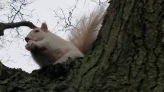 Feeding snowflake the white squirrel 12.12.17