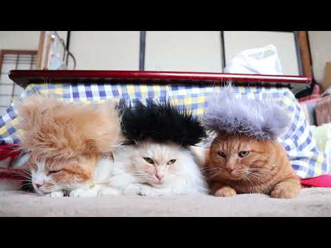 モヒカンねこ  Mohawk cat 　230220