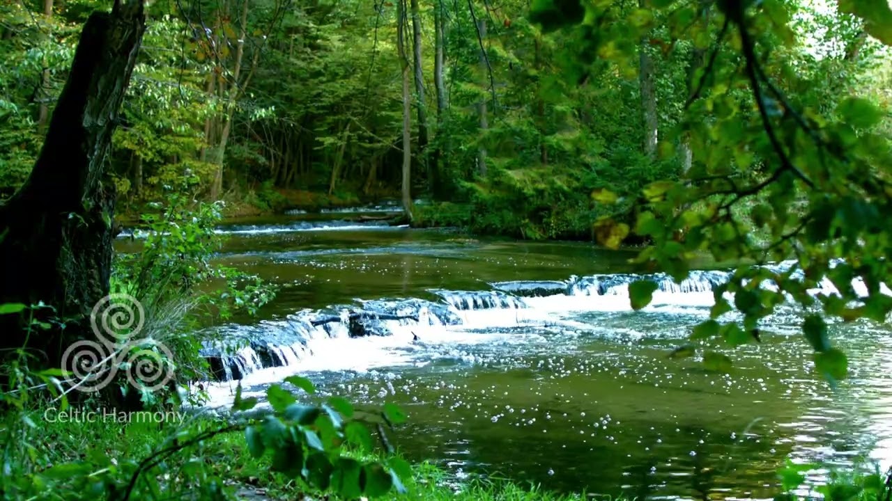 Forest Stream & Birds Singing 🌲 1 Hour of Peaceful Nature Sounds (Relax, Study, Sleep)