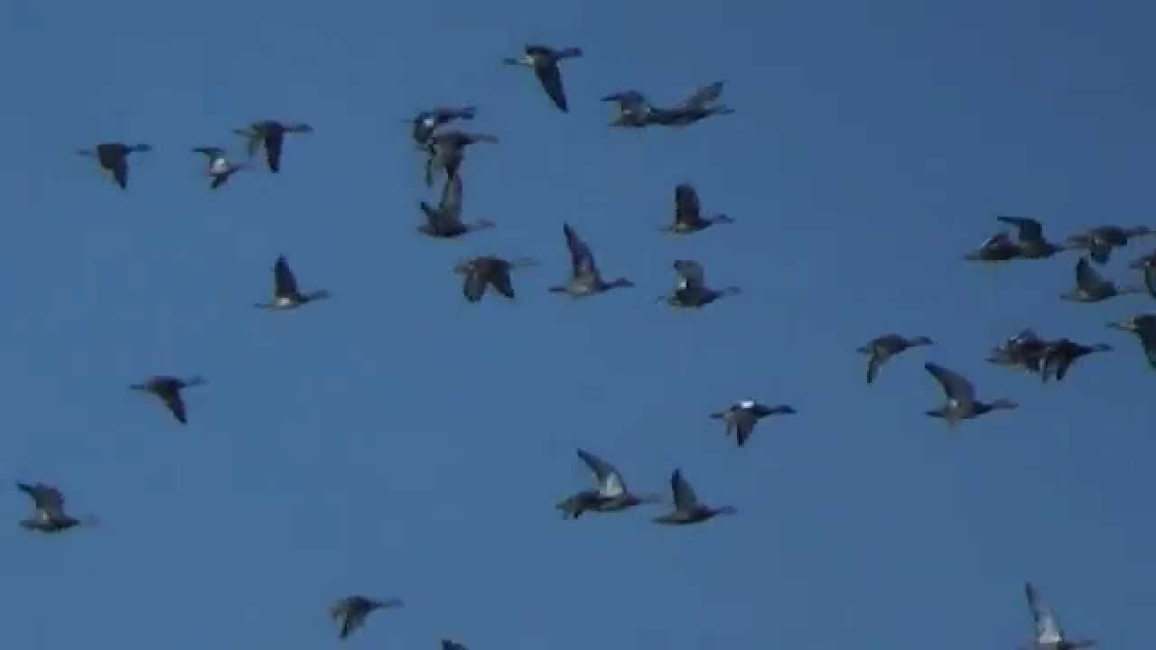 Lesser Whistling-ducks in flight (SHRIKANT MADHAV KELKAR)