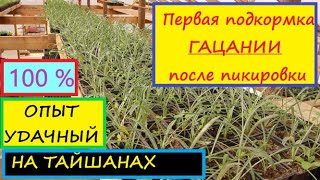 Чем и как подкормить Гацанию в первый раз? Отчитываюсь: результаты опытов на Тайшанах - ОТЛИЧНО!