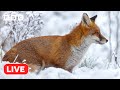 🔴 LIVE wildlife cameras 🐦 16 January ❄️ BBC Winterwatch 2024