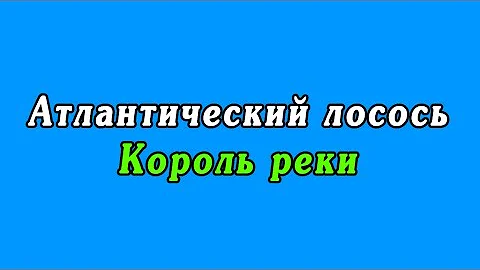 Атлантический лосось - Король реки