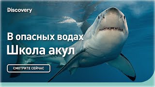 В Опасных Водах | Школа Акул | Discovery