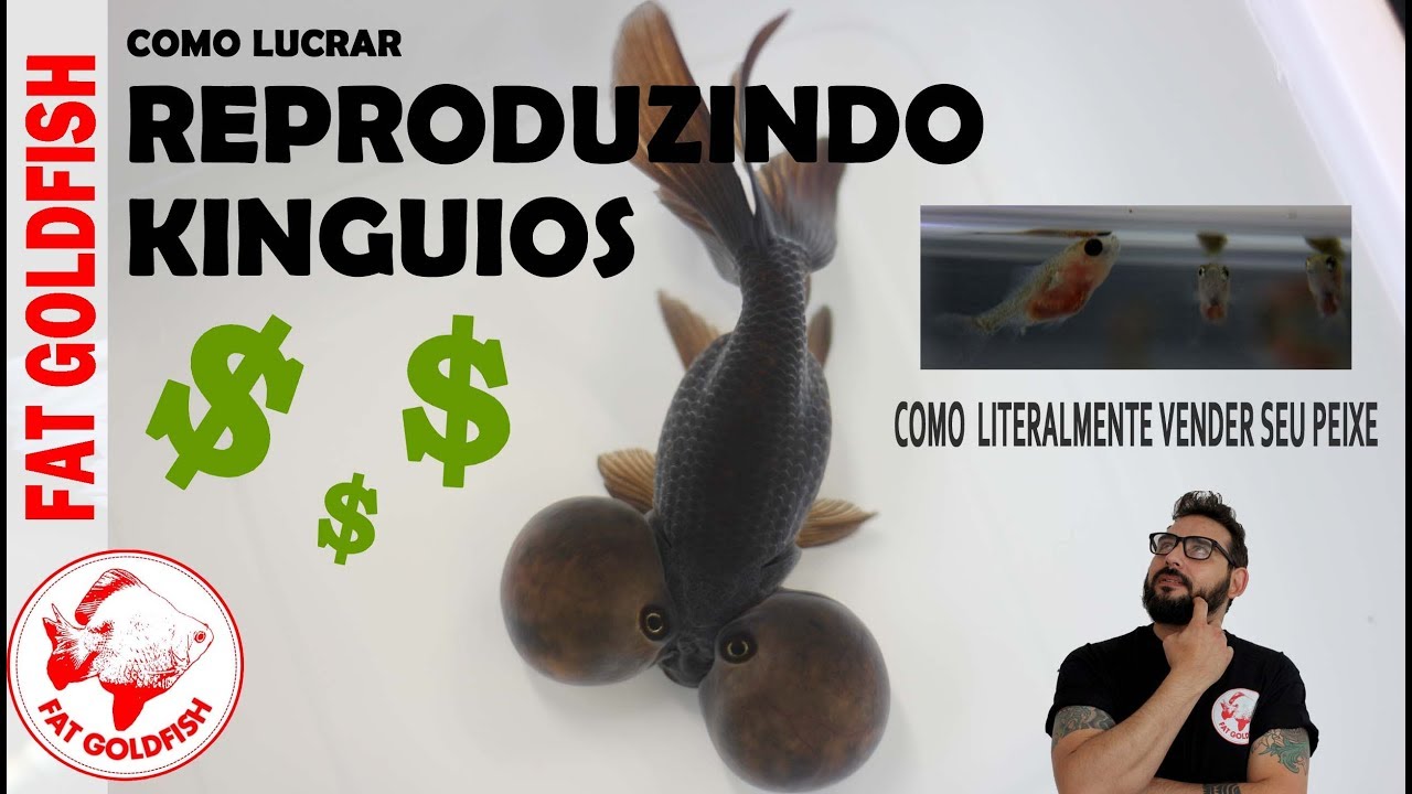 COMO LUCRAR REPRODUZINDO KINGUIOS