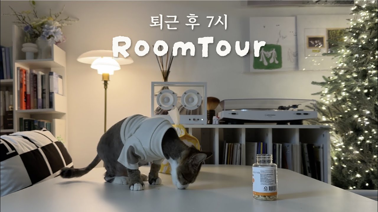 퇴근 후 7시, 집사와 행복한 저녁 일상🌙 11살 고양이가 처음 겪는 몰랐던 행복 🐱🏡 룸투어 + 광고 없는 추천템 ｢ 밥은 멍고 다니냥 ｣