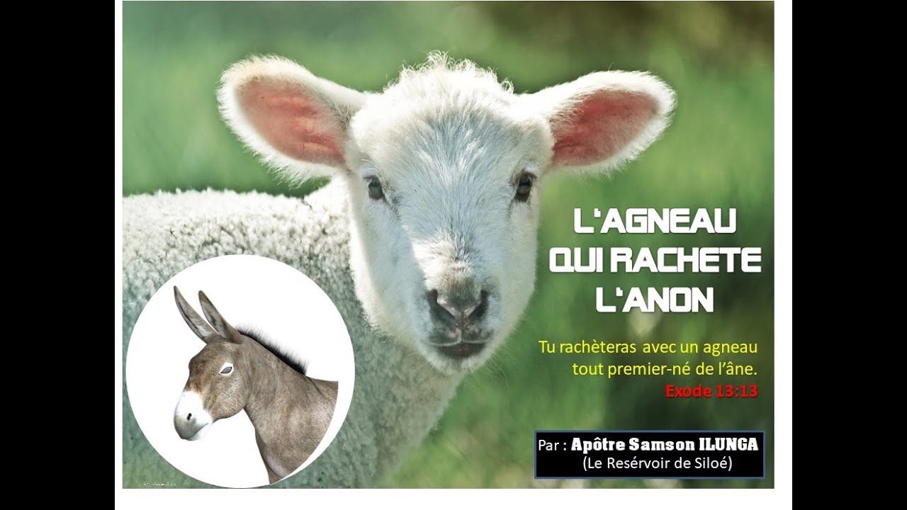 Apotre Samson ILUNGA : L'AGNEAU QUI RACHETE L'ANON Partie 1