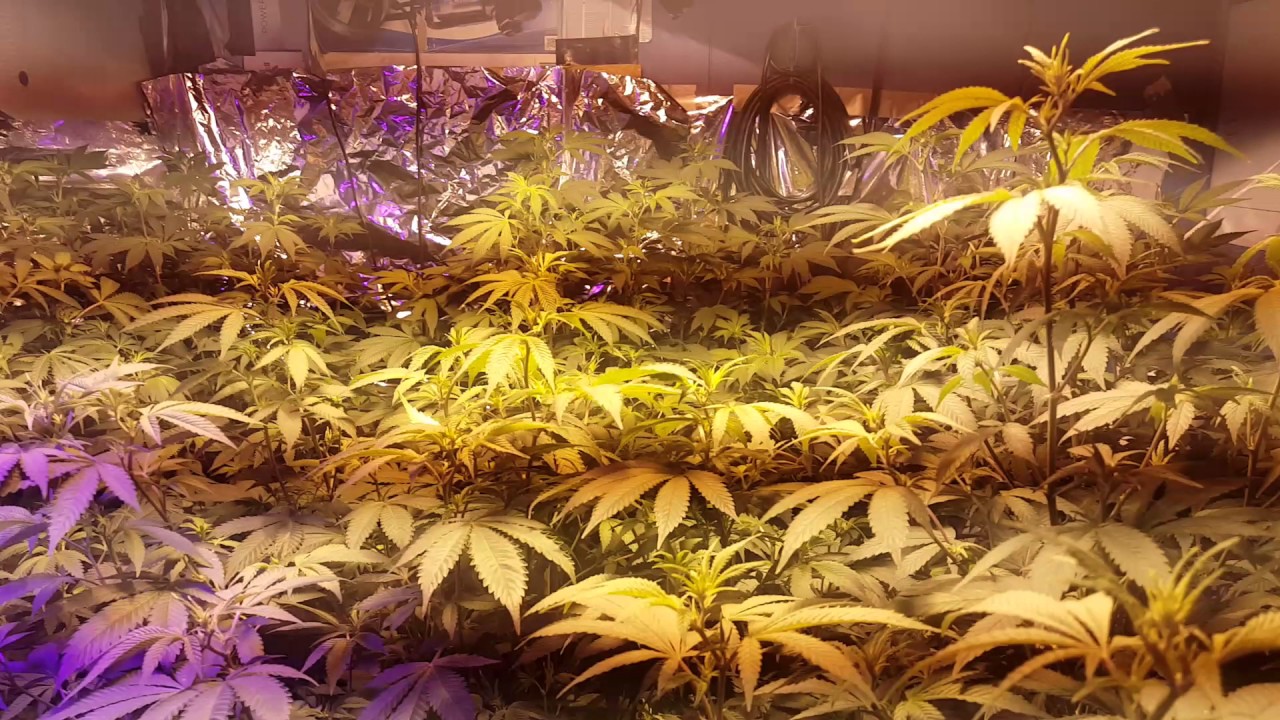 5 MK ULTRA KUSH AND 1 SUPER SOUR JACK DIESEL Day 6 (transition to 12/12 week)