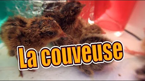 Comment faire couver des œufs de faisan dans une couveuse ?