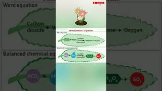 Equation of Photosynthesis || Medi Queries