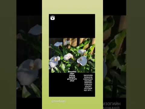 Видео: Пиренейн сараана цэцэг