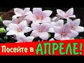 ПОСЕЙТЕ эти ЦВЕТЫ в АПРЕЛЕ!/Конкурс/Елена Мир Семян и Цветов