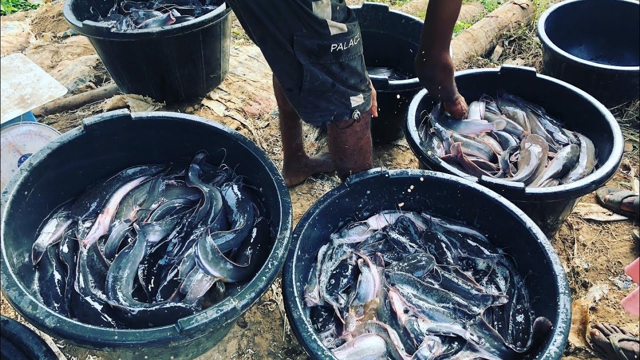 How To Harvest And Sell Catfish In Nigeria - Harvester Farm Vlog 3 - YouTube