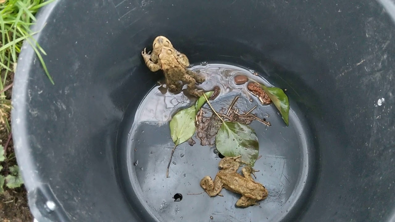 Rufende Erdkröte(n) im Fangeimer