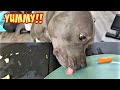 Pitbull Dog Reviews Foods With Meats, Veggies &amp; Fruits! Reactions Are Precious!!