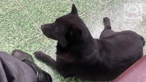 Giống Chó Mông Côc Hà Gia Một Trong Tứ Đại Quốc Khuyển Việt Nam| Dlohu Channel