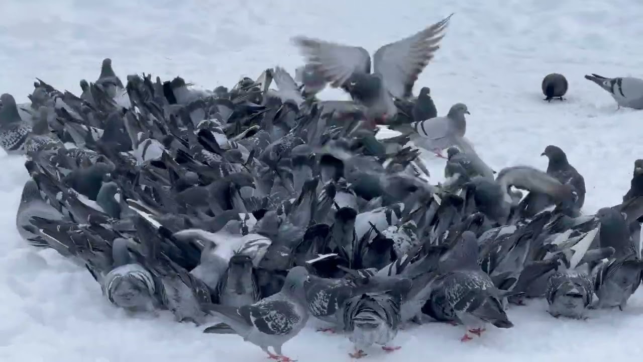Zima w Lęborku. Sezon 2025/2026. Der Winter in Lauenburg.