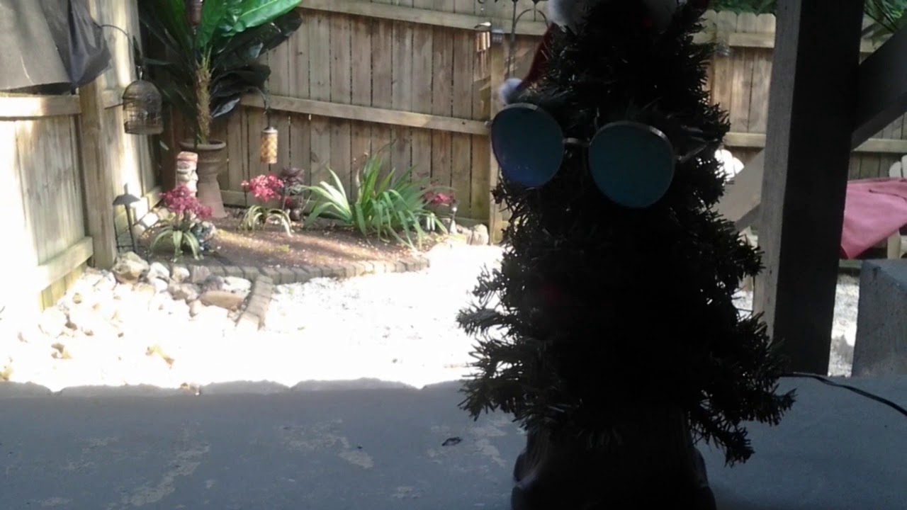 Dat boi dancing douglas fir outside - YouTube