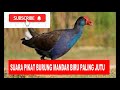 SUARA PIKAT BURUNG MANDAR BIRU PALING JITU 2021