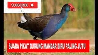 SUARA PIKAT BURUNG MANDAR BIRU PALING JITU 2021