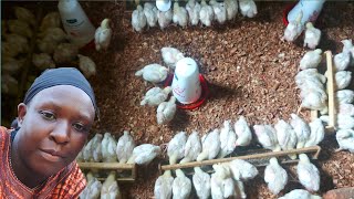 Maintaining 100 broiler chicks "Brooding broiler chicks #chicken #how #farming|| Village Life Ug.