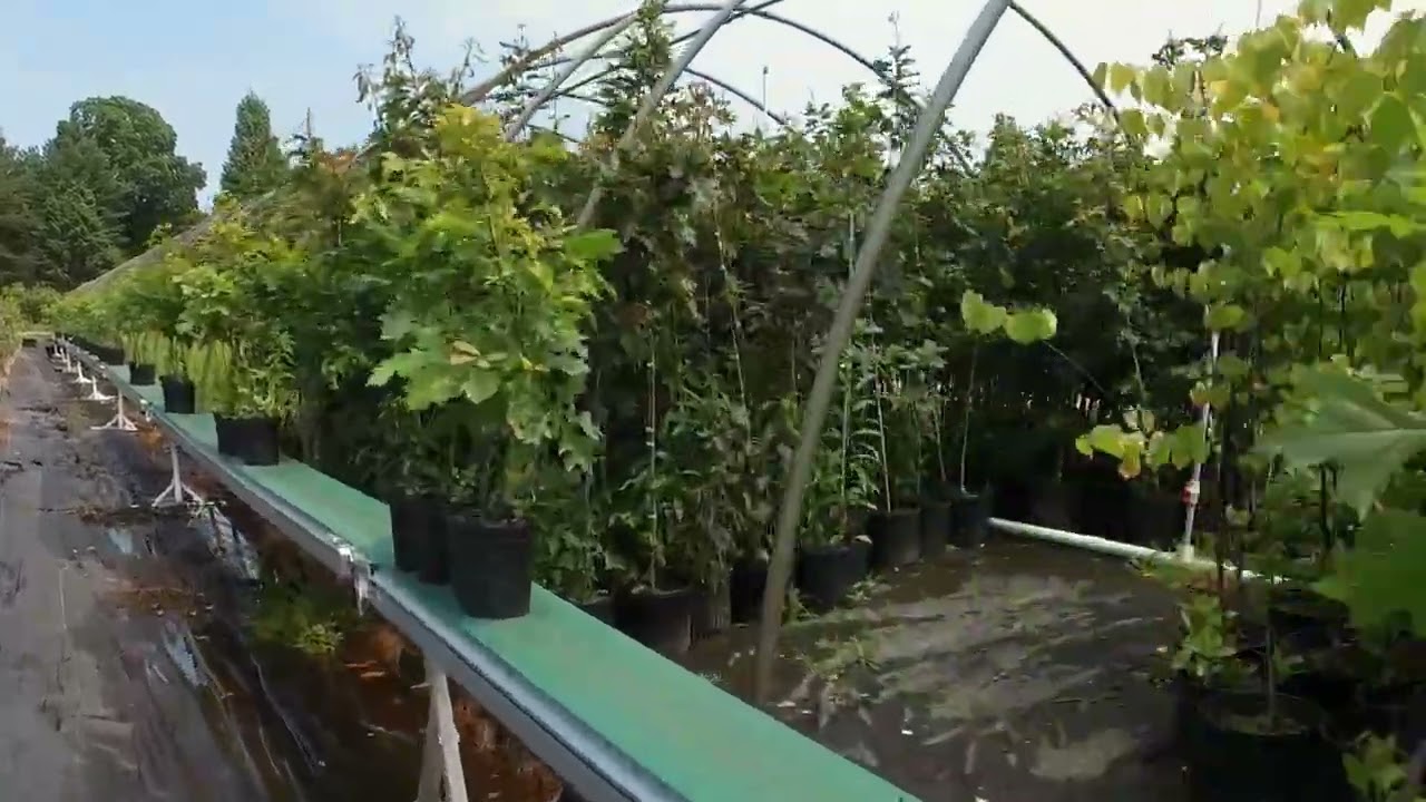 aglaonema plants Aglaonema Snow White