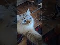 #cat #catlover #ragdoll