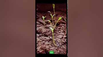 How to enable app drawer in Oppo, VIVO, Xiaomi, Meizu, Gionee,Coolpad,LeEco