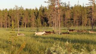 Free reindeer herd in Finland Lapland polar day summer Part 1 of 2