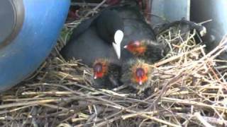 HET NEST VAN DE MEERKOET COOT NEST