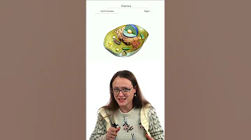 Основные части клетки