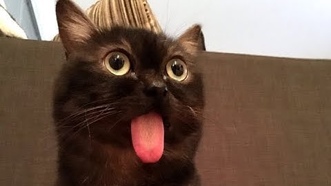 This Cat is Broken