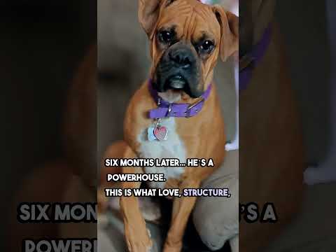 From Tiny Pup to Powerhouse Boxer | Honor’s 6-Month Glow-Up