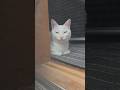 今のシロ。 #保護猫 #おもしろい猫 #猫 #猫のいる暮らし