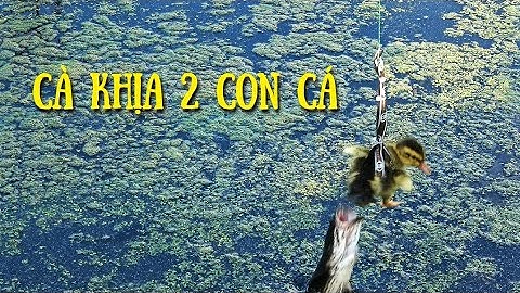 Nhấp cá lóc bầy , Câu Vịt chơi lầy 2 con cá.