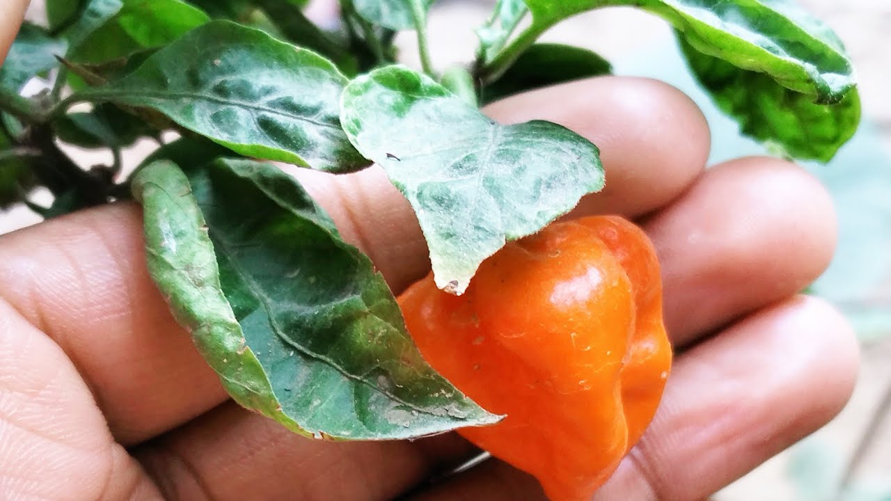 Mishu Monira Vlogs is live!সবাই কোথাই চলে আসেন।।