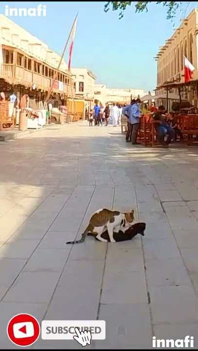 Two Naughty Cats in Souq Waqif 🤣🤣🤣 #Shorts #Danbo #Cats #Funny