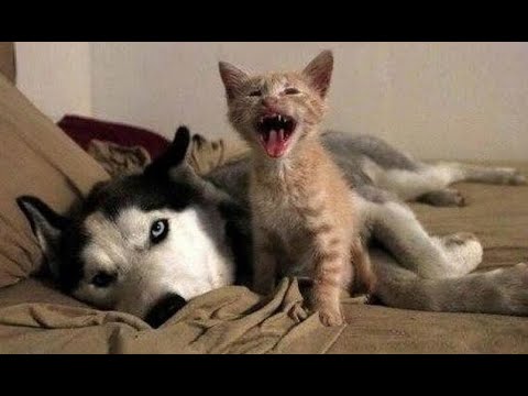 Mama, er will nicht spielen! Lustiges Video mit Hunden, Katz