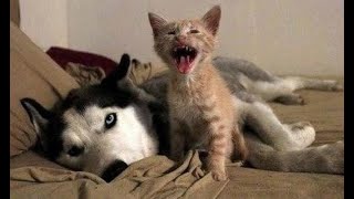 Mom, he doesn’t want to play!  Funny video with dogs, cats and kittens!