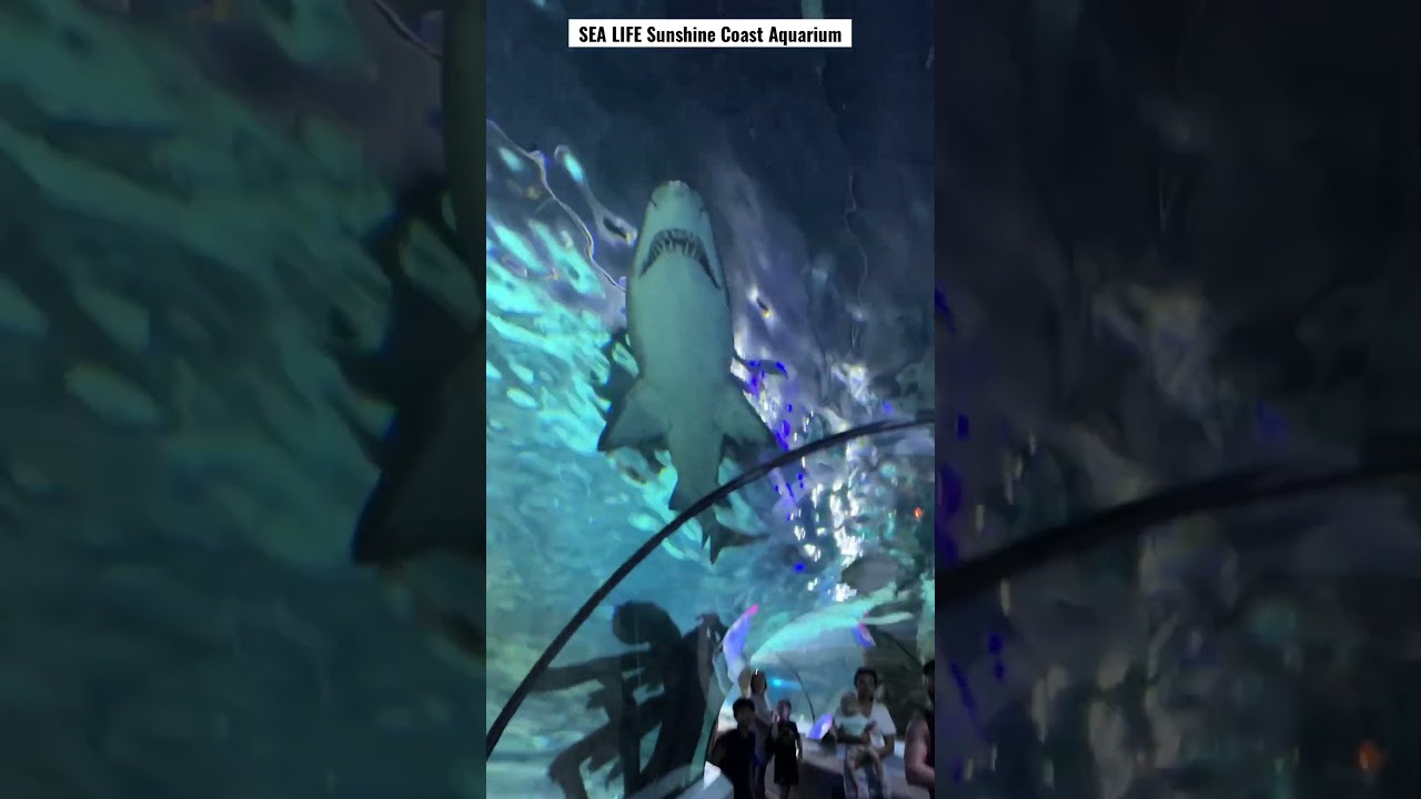 SEA LIFE Sunshine Coast Aquarium 