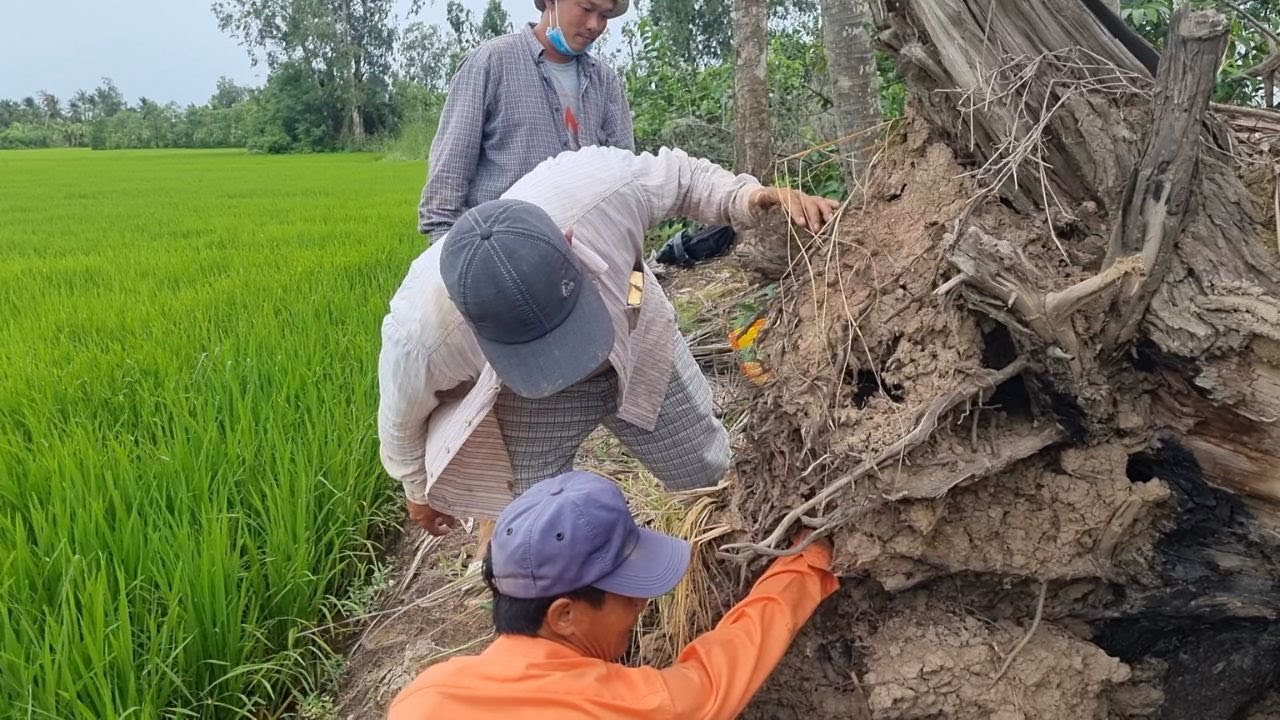 Đâm 7 Cái Lỗ Dùi Trong Hốc Cây Mục Chạy Đâu Cho Thoát | Mười Thương SB_ Tập 85