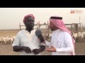 مقابلة مع راعي أغنام لايفوتكم آخر المقابلة 