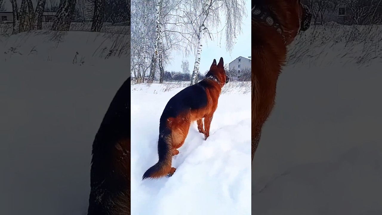 #creatorsearchinsights