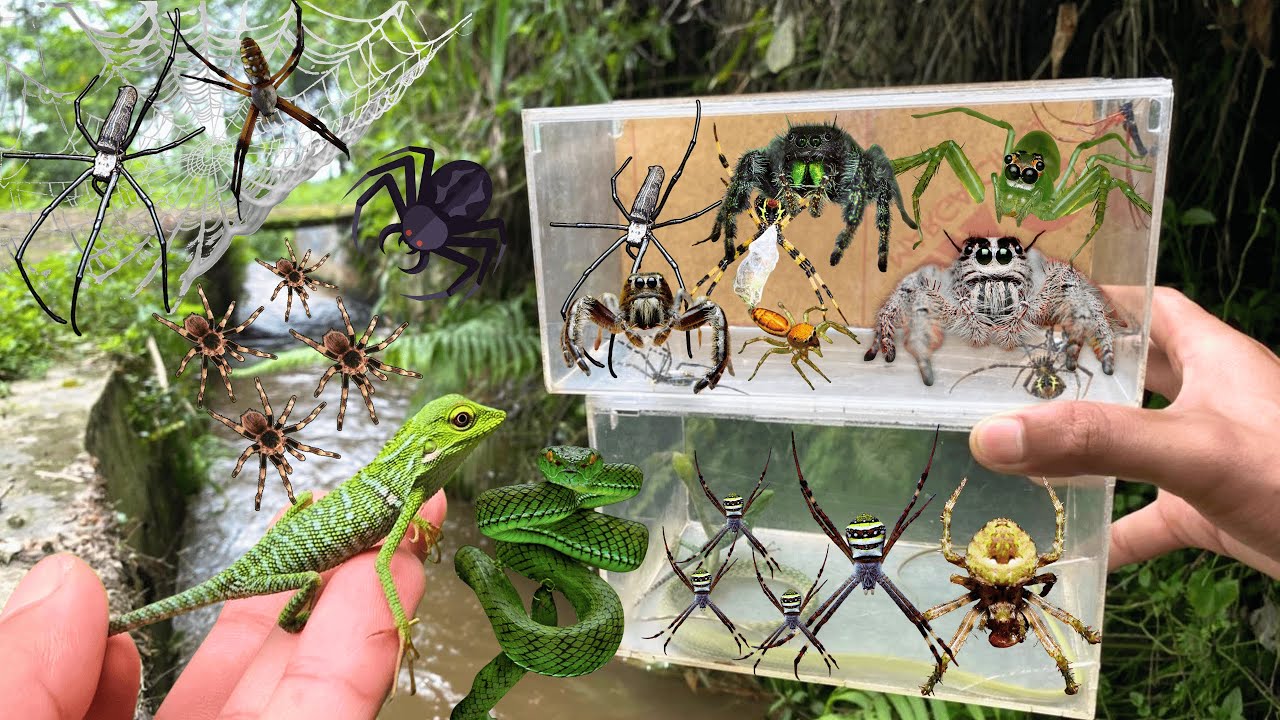 Hunting Top Spider In The River !! Jumping Spider, Weaver Orb Spider, Chameleon