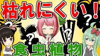 食虫植物、初心者さんはどれを買うべき？初めてでも枯らしにくいオススメの食虫植物！【食虫植物TV】