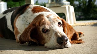 Basset Hound Hot Weather Care Tips