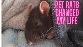 Rats are the sweetest pets.#cuterats #petlove #petlove