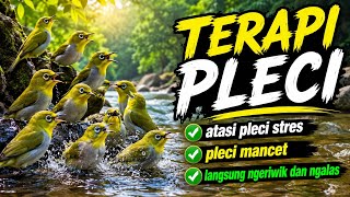 TERAPI PLECI OMBYOKAN AGAR NGERIWIK KASAR