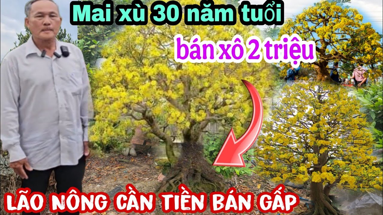 Mai Xù 30 Năm Tuổi Lão Nông Cần Tiền Bán Gấp Giá Cực Rẻ
